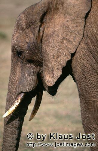 African Elephant/Loxodonta africana        Portrait of an African elephant    