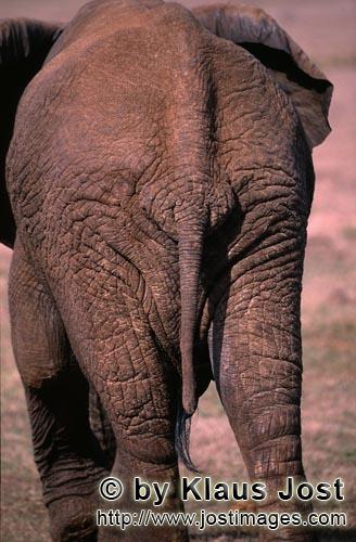 African Elephant/Afrikanischer Elefant/Loxodonta africana        African Elephant        