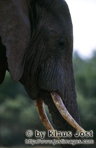 African Elephant/Afrikanischer Elefant/Loxodonta africana    Afrikanischer Elefant Portraet seitlich  