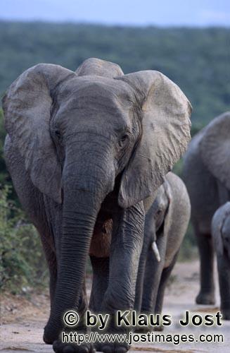 African Elephant/Afrikanischer Elefant/Loxodonta africana        Elephants on the way to the waterin
