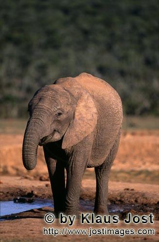 African Elephant/Loxodonta africana        African Elephant at waterhole