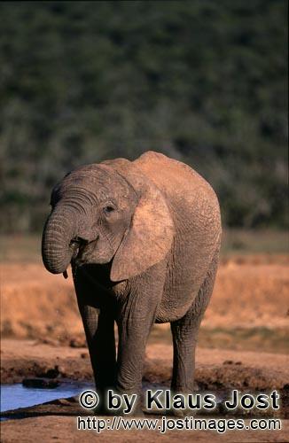 African Elephant/Afrikanischer Elefant/Loxodonta africana    Afrikanischer Elefant am Wasser  African 