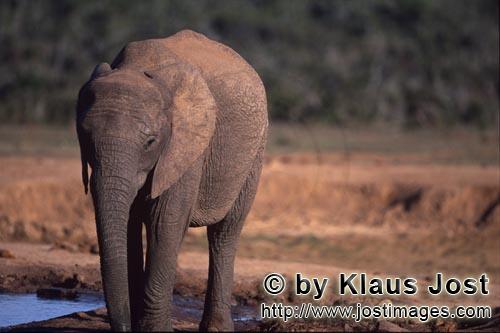 African Elephant/Afrikanischer Elefant/Loxodonta africana africana    Trinkender Afrikanische Elefant
