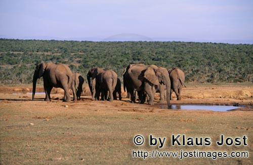 African Elephant/Afrikanischer Elefant/Loxodonta africana        African elephant herd             