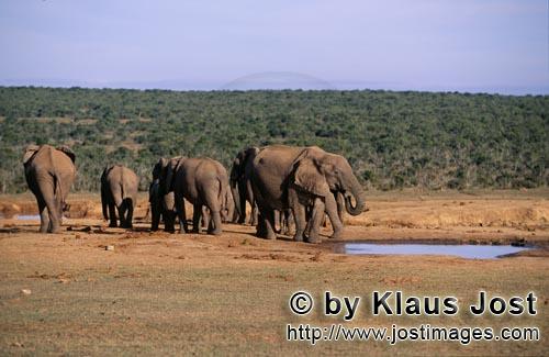 African Elephant/Afrikanischer Elefant/Loxodonta africana        African elephant herd at waterhole<