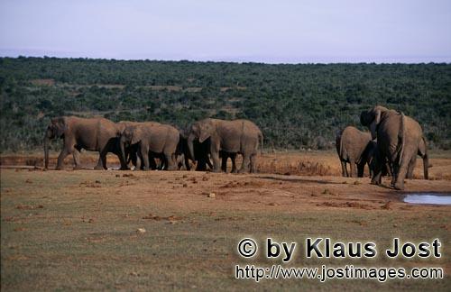 African Elephant/Afrikanischer Elefant/Loxodonta africana    Afrikanische Elefanten Herde trinkt Wass