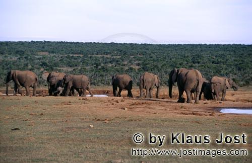 African Elephant/Afrikanischer Elefant/Loxodonta africana    Trinkende Afrikanische Elefanten Herde   