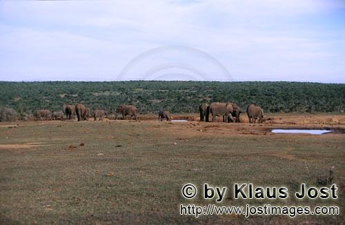 African Elephant/Afrikanischer Elefant/Loxodonta africana    Afrikanische Elefanten an einer Wasserst