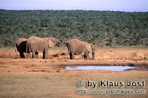 African Elephant/Afrikanischer Elefant/Loxodonta africana        African elephant drinking
