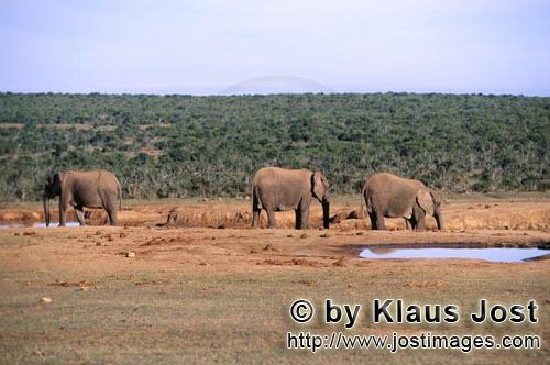 African Elephant/Afrikanischer Elefant/Loxodonta africana    Afrikanische Elefanten an einer Wasserst