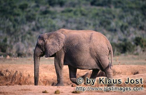 African Elephant/Afrikanischer Elefant/Loxodonta africana    Afrikanischer Elefant sucht nach Wasser  