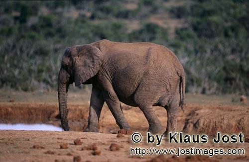African Elephant/Afrikanischer Elefant/Loxodonta africana    Afrikanischer Elefant hat Wasser gefunde