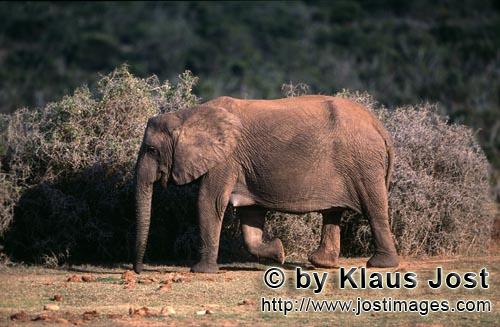 African Elephant/Afrikanischer Elefant/Loxodonta africana    Afrikanischer Elefant im Busch  African E