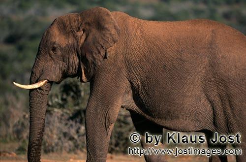 African Elephant/Afrikanischer Elefant/Loxodonta africana    Afrikanischer Elefant  African Elephant    