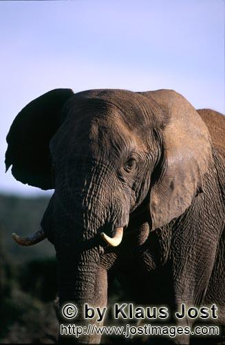 African Elephant/Afrikanischer Elefant/Loxodonta africana africana        African Bush elephant obse
