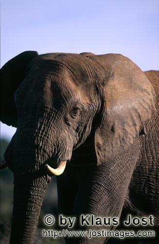 African Elephant/Afrikanischer Elefant/Loxodonta africana africana        African Elephant (Loxodonta a