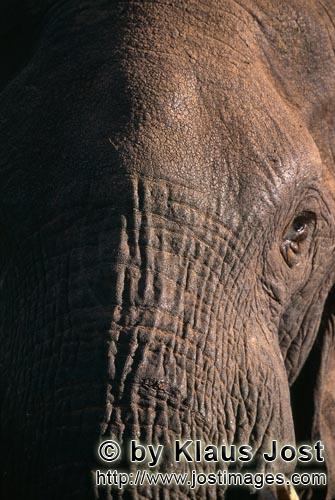 African Elephant/Afrikanischer Elefant/Loxodonta africana africana        Head close-up of African e