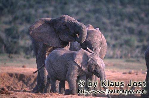 African Elephant/Afrikanischer Elefant/Loxodonta africana africana        African Elephants 