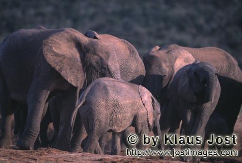 African Elephant/Afrikanischer Elefant/Loxodonta africana         African elephants at a waterhole</