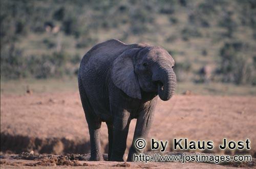 African Elephant/Afrikanischer Elefant   Loxodonta africana africana      Afrikanischer