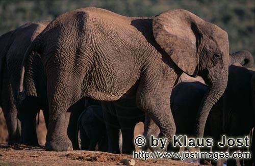 African Elephant/Afrikanischer Elefant/Loxodonta africana         African elephants have found water