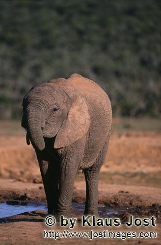 African Elephant/Afrikanischer Elefant   Loxodonta africana africana      Afrikanischer