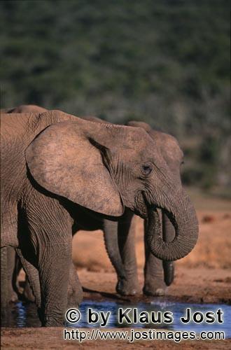 African Elephant/Afrikanischer Elefant/Loxodonta africana        African elephants drinking at the w