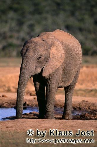 African Elephant/Afrikanischer Elefant/Loxodonta africana africana        African elephant drinking 