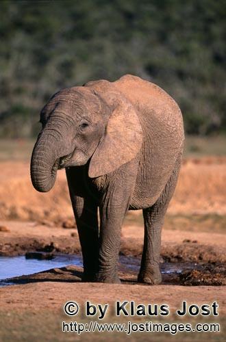 African Elephant/Afrikanischer Elefant   Loxodonta africana africana      Trinkender Af