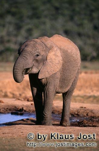 African Elephant/Afrikanischer Elefant   Loxodonta africana africana      Durstiger Afr