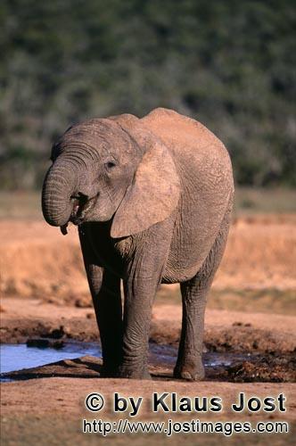 African Elephant/Afrikanischer Elefant/Loxodonta africana africana        Young African elephant at 