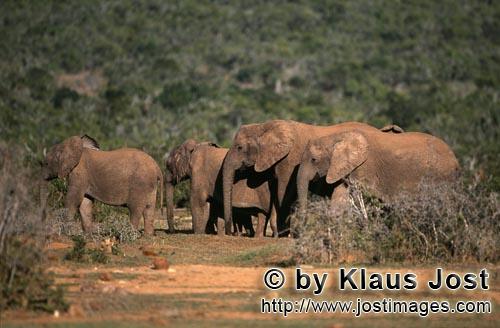 African Elephant/Afrikanischer Elefant/Loxodonta africana africana        African elephants on the w