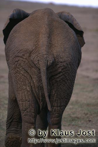 African Elephant/Afrikanischer Elefant/Loxodonta africana         African Elephant Backside        