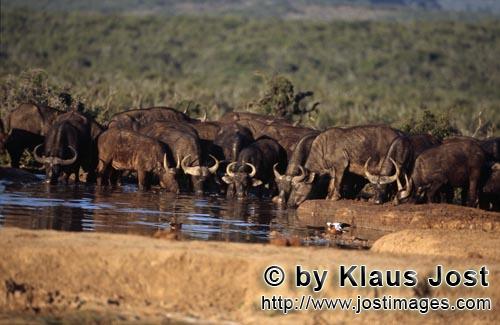 Buffalo/Kaffernbueffel/Syncerus caffer        Thirsty Cape Buffalo at a waterhole