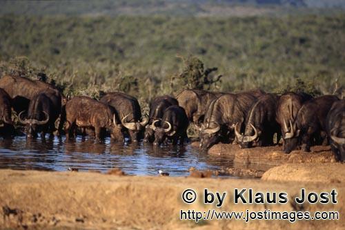 Buffalo/Kaffernbueffel/Syncerus caffer        Buffalo herd at a waterhole    