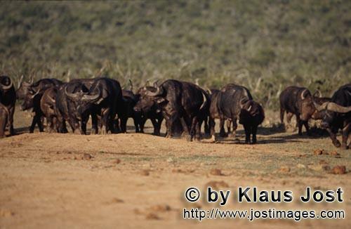 Buffalo/Kaffernbueffel/Syncerus caffer        Cape buffalo on the way to the water hole
