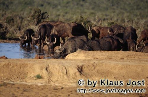 Buffalo/Kaffernbueffel/Syncerus caffer        Drinking Cape Buffalo 