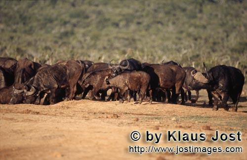 Buffalo/Kaffernbueffel/Syncerus caffer        Cape Buffalo crowd at the waterhole