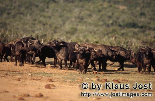 Buffalo/Kaffernbueffel/Syncerus caffer        Cape Buffalo shortly before the waterhole