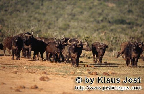 Buffalo/Kaffernbueffel/Syncerus caffer        Cape Buffalo examine the situation