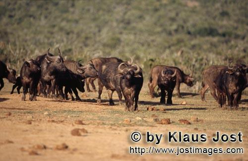 Buffalo/Kaffernbueffel/Syncerus caffer        Buffalo in the dry bush