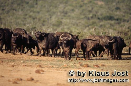 Buffalo/Kaffernbueffel/Syncerus caffer        Cape Buffalo in front of the waterhole 