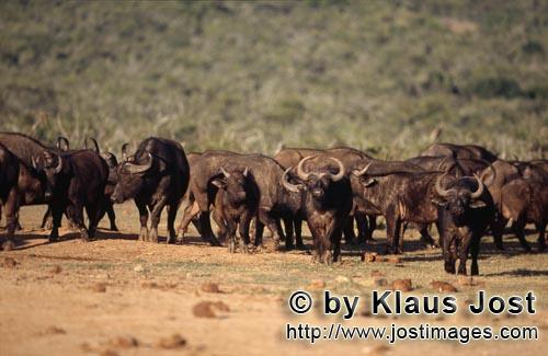 Buffalo/Kaffernbueffel/Syncerus caffer        Buffalo near the water hole