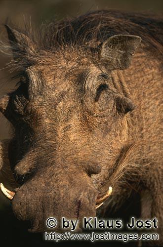 Warthog/Warzenschwein/Phacochoerus africanus        Impressive warthog portrait