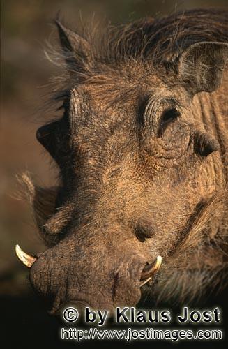 Warthog/Warzenschwein/Phacochoerus africanus        Warthog close-up