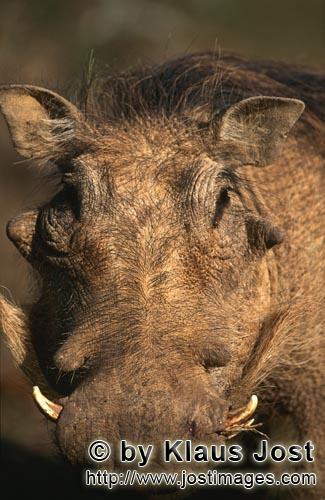 Warthog/Phacochoerus africanus        Character head warthog                