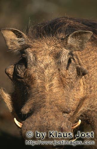 Warthog/Warzenschwein     Phacochoerus africanus          Warzenschwein im Addo Elephant N