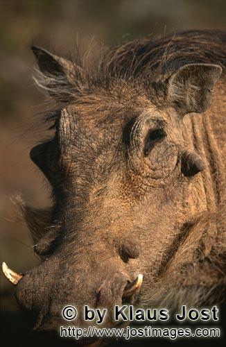 Warthog/Warzenschwein/Phacochoerus africanus        Warthog in Addo Elephant Park 