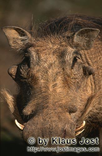 Warthog/Warzenschwein/Phacochoerus africanus        Bizarre warthog head     