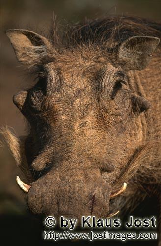 Warthog/Warzenschwein/Phacochoerus africanus        Warthog or common warthog     
